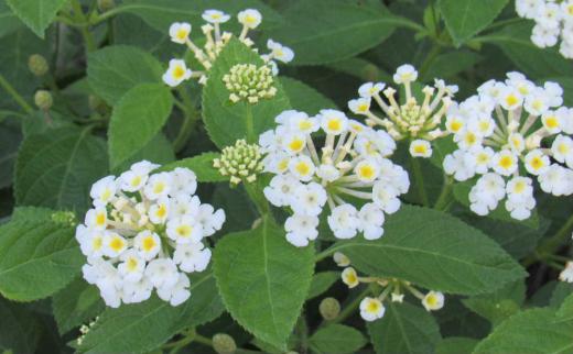 散歩の途中で見つけた白い花が集まった花は「スーパーランタナ」それとも「ランタナ」でしょうか 丸く集まった花の内側と外側で色が違っています 内側が新しい花でしょうか黄色味を帯びています  本当は何という名前の花でしょうか/