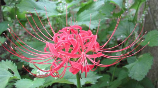 庭の草の中に「ヒガンバナ」が咲いているのを見つけました 40数年全く植えた覚えがないだけに昨日彼岸の入りの日にあわせたように咲いている「ヒガンバナ」の開花に驚いています 彼岸の頃に咲くのにちなんだ名前で長い茎の先に真っ赤な花がポツンと咲いています「マンジュシャゲ」の別名もありますが法華経などの仏典に由来するとのことで墓地などに咲いていてあまり良いイメージがありません なぜ我が家の庭に咲いているのでしょうか/