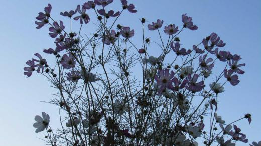 秋の花「コスモス」がそちこちに咲いています ようやく秋が来たことを実感させてくれる花です 秋桜と書いてコスモスと呼んでいますが山口百恵の「秋桜」がヒットし「コスモス」というそれまでになかった読み方が広まったと言われています この「秋桜」はもともとさだましが作詞柵作曲したさだまさしの「小春日和」だったのですが山口百恵によって広まった歌で好きな歌の一つです この歌を聴くと娘が結婚した頃を思い出します/