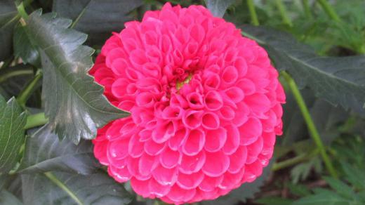 秋の花「ダリア」が咲きはじめました 独特のの花びらが何層にも重なって咲く赤い花は「ダリア」を代表する花です 日本には江戸時代の1842年ころオランダから入ってきたと言われ 当時は「天竺牡丹」とよれていたそうですが明治時代になると「ダリヤ」となり 大正から昭和初期に「Dahlia」のスペルから「ダリア」と呼ばれるようになったと言われています 今では数えきれないほどの種類があり 川西のダリア園には多くの花を見ることができます そろそろ見ごろでしょうか 秋真っ盛りの花の一つです/