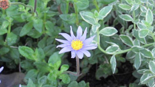 薄紫色の花びらと中央に黄色の対比が美しい「ブルーデージ―?」早春に開花し夏に休んで秋に再び咲く花です 日当たりと水はけのよい場所を好み暑さは嫌います ですから涼しくなった今の季節に咲いているのでしょうか 花茎が強いのでピンと直立した花を咲かせとてもきれいな爽やかな青い花を次々に咲かせてくれるそうです 一本だけでなくたくさん咲いている「ブルーデージ―」を見てみたくなりました/