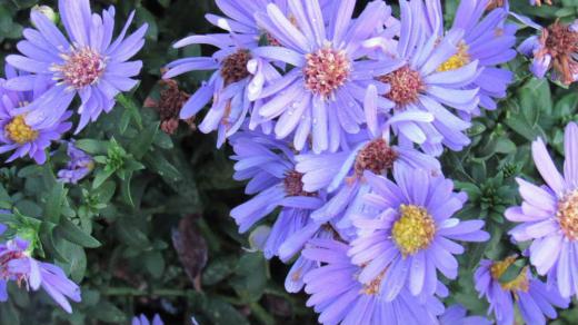 茎がまっすぐに伸び高さ1mほどで上の方で多くの枝を出して薄紫色の花を咲かせている「ユウゼンギク」でしょうかがそちこちに咲いています 野生化して道ばたや空き地などに生育している草花といわれていますが「ユウゼンギク」でしょうか 英語名でミカエルマス・デージ―(Michaelmas Daisy)と呼ばれているそうですがミカエルマスとはキリスト教の祭祀で9月29日のことでこの頃に花の盛りを迎えるといわれているそうです/