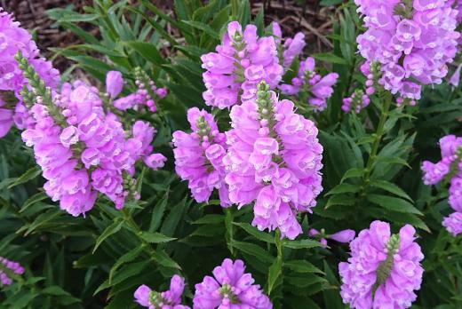 夏から秋にかけて全国いたるところでよく見かける「ハナトラノオ」の花です 優しいピンクの花が群れ咲く様子は残暑の中でもつかの間の涼しさを感じさせてくれます 花は細長い四角錘で四方に向かって規則正しく並んで咲いています 背丈は4,50センチはあるでしょうか葉は先がとがった細い楕円形です ハナトラノオ(花虎の尾)という名前の由来は長い花穂が虎の尾に似ていることによるそうです/