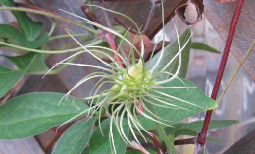 庭に花とも実ともわからない奇妙な格好の花の終わった「クレマチス」 そばには四季咲きの白い「クレマチス」の花も咲いています 昨日の猛烈な雨 今日は夏日になりそうな晴れとコロコロ変わる天候でが朝晩はすっかり涼しくなり秋が深まってきました 花から実へ 草花も季節の変わり目です/