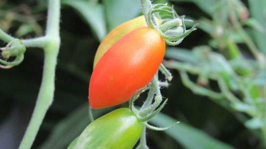 夏の終り プランターに植えた「ミニトマト」が美味しそうに熟れています 甘いとのうたい文句に誘われて購入しプランターに植えたものですがとても甘い「ミニトマト」で数多く収穫しこの夏食卓を彩ってくれました なっているトマトも少なくなり夏の終りを感じさせてくれるようになりました 間もなく倒してしまいます ありがとうの「ミニトマト」です/