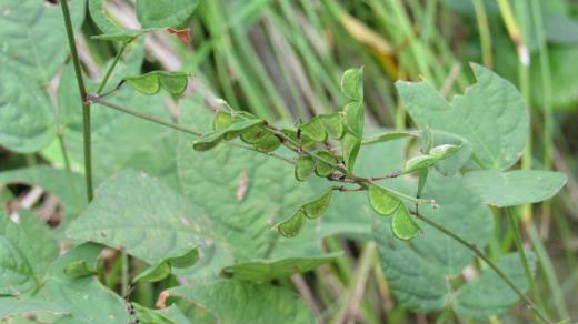野原を遊び回るとズボンについてくる小さな草の実が「ヌスビトハギ」であることを烏帽子山公園の観察会で知りました 日本全国の産地や道端などに生えている植物で淡紅色の小さな花を咲かせるのだそうです 牧野富太郎によると、古来の泥棒は足音を立てないように、足裏の外側だけを地面に着けて歩いたとのことで、その時の足跡に似ていることからついたという話もあるそうです また「ヌスビト」というのは気づかないうちにその実が人にとりつくことかからきたという説もあるそうです 面白い植物ですね/