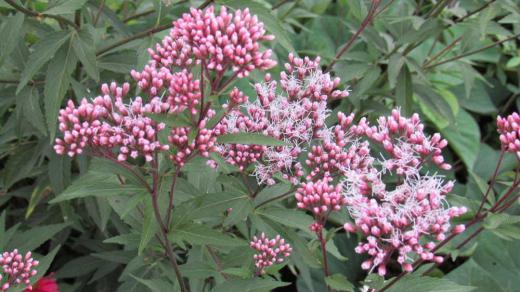 線香花火のようなふわふわとした糸のような花を付けている「フジバカマ? でしょうか」を散歩中に他所の庭に咲いているのを見つけました「フジバカマ」は秋の七草の一つで花の色が藤色を帯び花びらが袴のような形をしているところからその名が生まれたと言われています 生乾きになると桜餅のようないい香りを放つそうです 平安時代の女性は藤袴の香りを焚きこめて身につけていたとか 一度においをかいでみたくなりました/