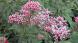 線香花火のようなふわふわとした糸のような花を付けている..:2025/10/14 09:00