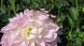 ダリアの花に留ったアカトンボのつがいの珍しい姿を摂るこ..:2025/10/16 09:00