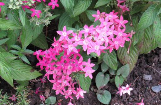 散歩中の民家の軒下に咲いているピンクの花が咲いていました花の形などから「ペンタス」ではないかと予想しました 花びらの姿が星形からでしょうか星に願いを込める意味合いから花言葉は「願い事」「希望が叶う」と言われています 風通しと日当たりの良い場所を好む植物で我が家の庭では育たない花では/