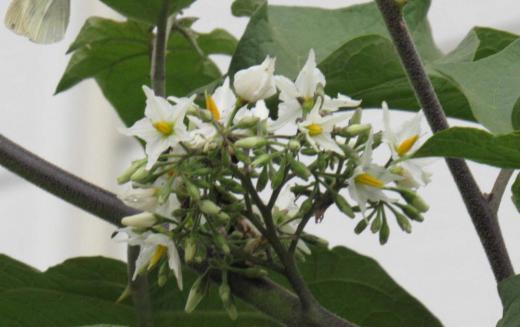 そろそろ茄子の収穫も終わりに近づいて大好きな丸なすも食べ納めの季節になりました 散歩の途中でナスの花に似た花木をみつけました 2メートルはあったでしょうか星形の白い花を咲かせていました 「セイバンナスビ」でしょうか 東南アジアでは野菜として利用されているとか/