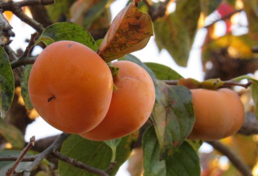 秋の果物の代表格の一つ「カキ」が食べごろを迎えました 今年は猛暑のせいか少し小ぶりだと聞いていますが確かに隣家の「カキ」も例年より小さな感じがします 夕日の照らされた「カキ」を撮りました そろそろ収穫の時期を迎えます 干し柿それとも渋抜きをした柿 あなたはどちらが好きですか/