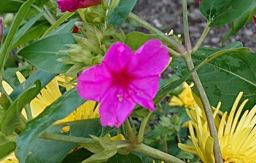 近所の庭の花壇にピンクの5枚の花びらをもつ「オシロイバナ」が黄色の菊の花に引き立ててもらうように咲いています「オシロイバナ」と面白い名前がついていますが黒い実を割ると白い粉があり それがおしろいの粉のようなので名前がついたといわれています 花は夕方に開き翌朝まで咲いていて6月から10月頃まで長く楽しめるそうです 花はピンクだけでなくオレンジや黄色 白などがあるそうです 咲いているとさわやかな香りも漂ってくるとか 臭覚の鈍い小生は何の匂いも感じませんでしたが/