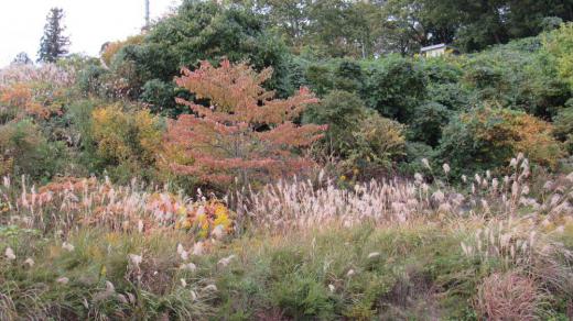 紅葉はまだまだです 連日冷え込んできたので紅葉を探しに出かけました 周りの山は少し色づき木々も紅葉が始まりましたが黄緑色の葉とオレンジの葉が混在しており紅葉が始まったばかりであることがよくわかります 漆山地区の珍蔵寺に紅葉を見に出かけましたがモミジが少〜し色づき真っ赤になるまではもう少しかかりそうです 連休中あたりがきれいに色づく頃でしょうか/