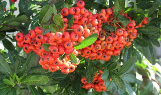 あまり背丈の高くない木に真っ赤な実がなっていました「ピラカンサ」でしょうか 5〜6mmの大きさで熟す前は毒性成分が含まれているそうですが寒くなると毒性が弱まり野鳥の餌となりついばんでいるのをよく見れるそうです 黄色やオレンジ色の実をつける品種もあるとか 秋の庭を彩る実の一つでしょうか/