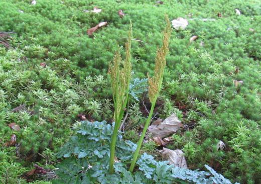 漆山珍蔵寺の庭のコケの中にわらびやスカンポに似たような植物を見つけました 調べたところシダ植物の「フユノハナワラビ」であることを知りました ワラビの名前がついていますがワラビの仲間ではないないようです ゆでて食べることもできるそうです 花のように見える部分は胞子葉でこれが房状で花のように見えることから冬の花蕨の和名がついたとか 初めてみました/
