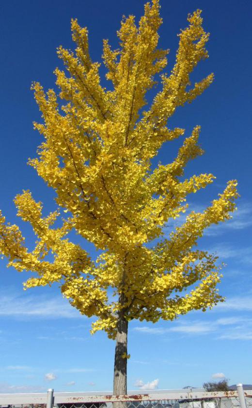 イチョウの葉が秋のやわらかな陽ざしをあびて黄色に輝いてすくっと立っています 青い空にはぴったりの木で 空には絵筆でなぞった様に薄い雲が浮かんでいます 地区内のそちこちで見つけ撮りました 日増しに周りの山が色づき秋がどんどんと深まってきます/