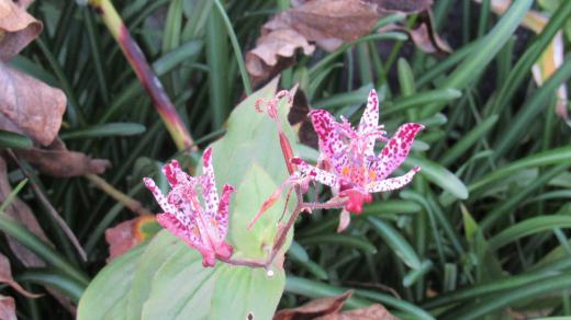 枯れかかった散歩の途中の庭で見つけた変わった花を調べてみると「ホトトギス」という名前がヒットしました 変わった形の花でまだら模様のようでこれまであまり見たこともない花です 「ホトトギス」と聞くと鳥の名前だったり「ホトトギス社」が発行する俳句の本を思い出します この名前の由来は花びらの模様が同じ名前の鳥の「ほととぎす(杜鵑)」の胸から腹にかけての模様ににていることから付いたと言われています が「ほととぎす」という鳥もあまり見たことがないので本当に鳥の「ほととぎす」が名前の由来でしょうか あまり大きくはなくかわいい花です/