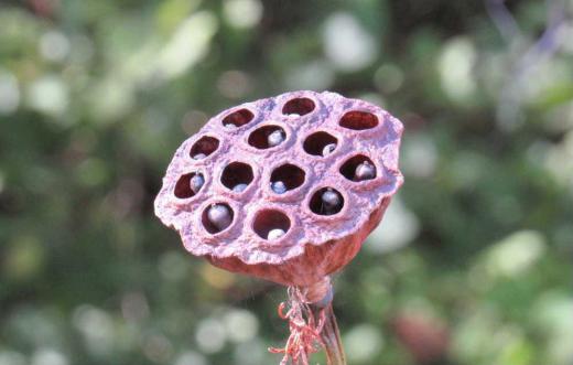 ハスの花が咲いた後に「ハスの実」を付けています 穴の開いた部分を花托と呼ぶそうですがその穴に身が詰まっています 奇妙な形をしているので怖いという人もいるそうですがどこかUFOに似ていませんか ハスの実は糖質64% 脂肪2% タンパク質15%含まれていて食べれれるそうです スープや粥 シロップ漬けなどいろいろな食べ方があるそうです 私はまだ食べたことがありませんが/