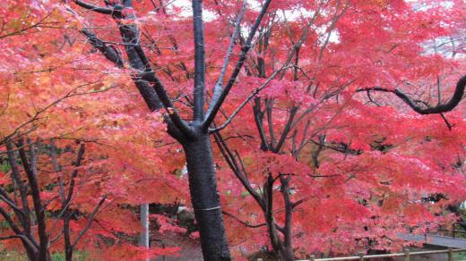 今日も一昨日撮った「烏帽子山公園の紅葉」を紹介します 紅葉を位置だけで終わすのはもったいないので今日も「烏帽子山公園の紅葉」をアップしてみます 名残を惜しみながら紅葉を楽しんでください/