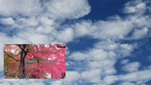 秋の空にぽっかりと浮かぶ白い雲 きれいな紅葉の写真を浮かべてみました 今日は雪が降るのではないかと待っていましたが初雪に出会うことがなく終わりそうです 待っていた雪が来ないので先日撮った写真になりました 秋の名残りの1枚です 実は今日紹介する写真がありませんので急遽こんな写真になりました/