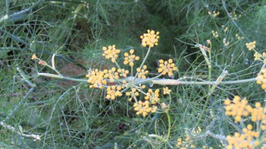 散歩で見つけた黄色の小さな花は「フェンネル」という花でしょうか 茎が密生して全体が枝分かれし葉片が糸状に細く写真で見るように鮮やかな緑色をしています 黄色い小花が傘のように沢山咲いています ですがこの「フェンネル」は花期が7,8月で秋には実をつける植物であると説明されています とするとこの花は何という花でしょうか?/