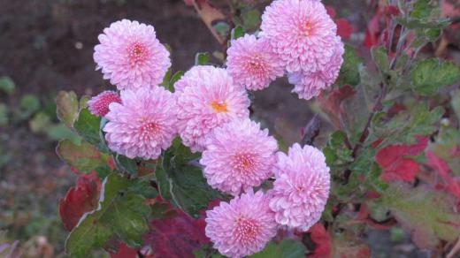 可愛いピンクの「キク」がこの秋に別れを告げるかのように咲いています 南陽の菊祭りで展示される大きな「キク」ではなく 小さくてそっと撫でてあげたくなるような花です 秋も終わりに近く大きくならずの終わるのでしょうか秋の名残りの花です/