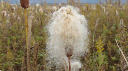 休耕田の「ガマ」の穂 散歩の道路そばの田んぼに群生している「ガマ」の穂がふわふわした棉毛を付けていました 触ってみると本当の綿のようで神話「因幡の白兎」にでてくるガマの穂がふわーっと暖かそうな穂綿になって群生していました 「…きれいな水で身を洗い、ガマの穂綿にくるまれてみるみるきれいになりました…」幼い頃の神話を思い出しました /