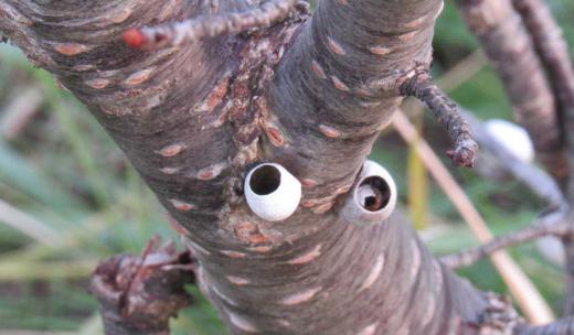 「スズメの小便たご」なんてあるわけがない がスズメが用をたしたくなるような形をしていることからそう呼ばれているものがあります 国道わきの街路樹の桜の木の枝や幹に白い花を咲かせたように貝殻のようなものをたくさん見つけました 上の方は穴が開いていて以前から不思議だと思っていました 調べてみると「イラガ」という幼虫も成虫も殻も有害な蛾の繭の殻だとわかりました 上部に穴があいていることから「スズメの小便たご」とよばれているのだそうです できたばかりの頃は縞模様がありますが冬が近くなり古くなると真っ白のなるのだそうです/