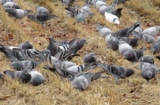 刈り取りの終わった田んぼに100羽近いハトが餌をついばんでいました たぶん落穂を食べているのかもしれませんが夕方になると一羽もいなくなります きびしい寒さの冬を前に必死になって栄養を摂っているのかもしれません 鳥は冬眠しません どこかにねぐらをもっているのでしょうか 暖かいところが好きなので人家のベランダやエアコンの隙間 駐車場の屋根裏などをすみかにするといわれています どこからともなくあらわれどこかに去っていきます ハトにとっても試練の冬でしょうか/