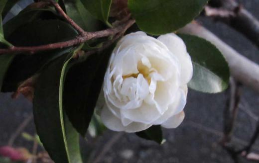 散歩で 終わりに近い「サザンカ」の白い花を見つけました 晩秋に咲くこの花は童謡「たきび」の2番に歌われています この歌は1941年昭和16年の12月8日と9日にNHKの放送で流れたとのたとことですが 12月8日には真珠湾攻撃で太平洋戦争が勃発した日で「たきびは敵機の攻撃目標になる」とか「落ち葉は風呂を焚く貴重な資源だからもったいない」とNHKに批判が届き11日は別の放送に切り替わったというエピソードもあるそうです なんとも理不尽な言いがかりで戦争が進められてきたのだろうと思われます「サザンカ」から「たき火」「戦争」と思わぬつながりに驚いてしまいました/