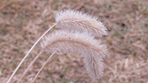 今朝は昨日の天候とはうって変わって雪が降っています 昨日は氷点下まで気温が下がり霜がふりました 枯れた「エノコログサ」が霜で真っ白に覆われふさふさと白い毛に覆われているようでまさに別名の「ネコジャラシ」にぴったりです 天候は徐々に暖かくなり霜は消えてしまいました 秋にできる実は雑穀のアワの原種であり江戸時代には粥や飯として利用されたとか 炙ると香ばしいするそうです/