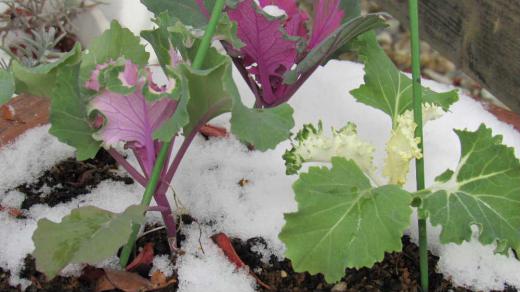 小さな「葉ボタン」が雪に埋もれています 昨年知人からいただいた「葉ボタン」から種を採取し、今年植えてみました 植える時期が遅くあまり大きくならないうちに冬を迎えてしまいました 鮮やかな葉を鑑賞する観葉植物です。名前の由来は葉を牡丹に見立ててつけられたもので、耐寒性に優れ外に出していてもしっかり鑑賞できる植物ですが 種を蒔くのが遅かったのでうまく冬を越してくれるでしょうか/