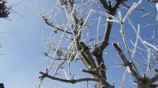 とても寒い朝でしたがようやく日差しも見えてきました 冷え込みで木々の枝先には霧氷が付き冬の趣を醸し出してくれています 雪がなく冷え込んだ晴れた朝によく見ることが風景です つかの間の早春のような陽ざしに照らされキラキラと輝き小さくきれいな花のようです/