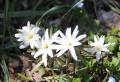 今日は初夏のような暖かさで好天になりそうです昨日彼岸の墓参りに出かけた時に日当たりのよい墓地の土手に一面に咲いている白い花を見つけました「アズマイチゲ」別名「雨降花」とも呼ばれる花でこの花を摘むと雨が降るといわれています  茎の先に一つだけ花をつけるので「イチリンソウ」とも呼ばれているそうです：