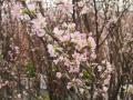 啓翁桜と菜の花のコラボレーションですといっても暖かい伊豆ではありませんこの花たちは栽培されている花たちで一足早く春を届けようと準備された冬咲きボタン祭り会場に飾られたものを撮らせていただきアップしました一足早い花見です：