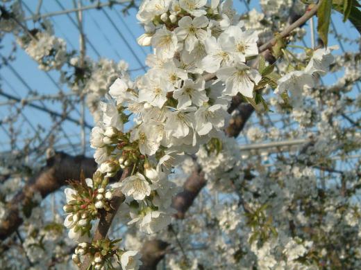 花が咲いてよかった!まずは、実が成るから/