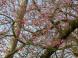 久保桜情報【4月26日】:2010/04/26 20:44