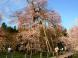 さくら回廊【久保桜】4/16:2009/04/17 07:08