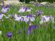 あやめ「長井古種」紹介:2008/06/23 14:47