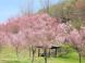二重坂の桜情報:2013/04/25 18:25
