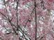 久保桜情報 4/26:2013/04/26 18:25