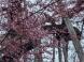 久保桜情報 4/21:2014/04/21 14:20