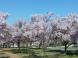 二重坂のサクラ:2014/04/24 18:11