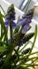おはな。と。もっと。ムスカリ。:2014/04/10 13:23