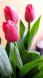 おはな。と。もっと。チューリップ。:2014/04/19 11:06