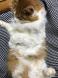 うちの猫:2017/12/13 17:54