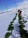 雪の下キャベツの収穫：2022/01/21 15:02