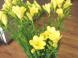 花ことばは「あどけなさ」・・・( ̄ー ̄)つ・・:2008/02/26 15:37