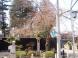 長井まちなかの桜(撞木橋の桜)です。:2009/04/09 23:33